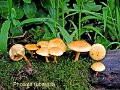 Agrocybe arvalis-amf183